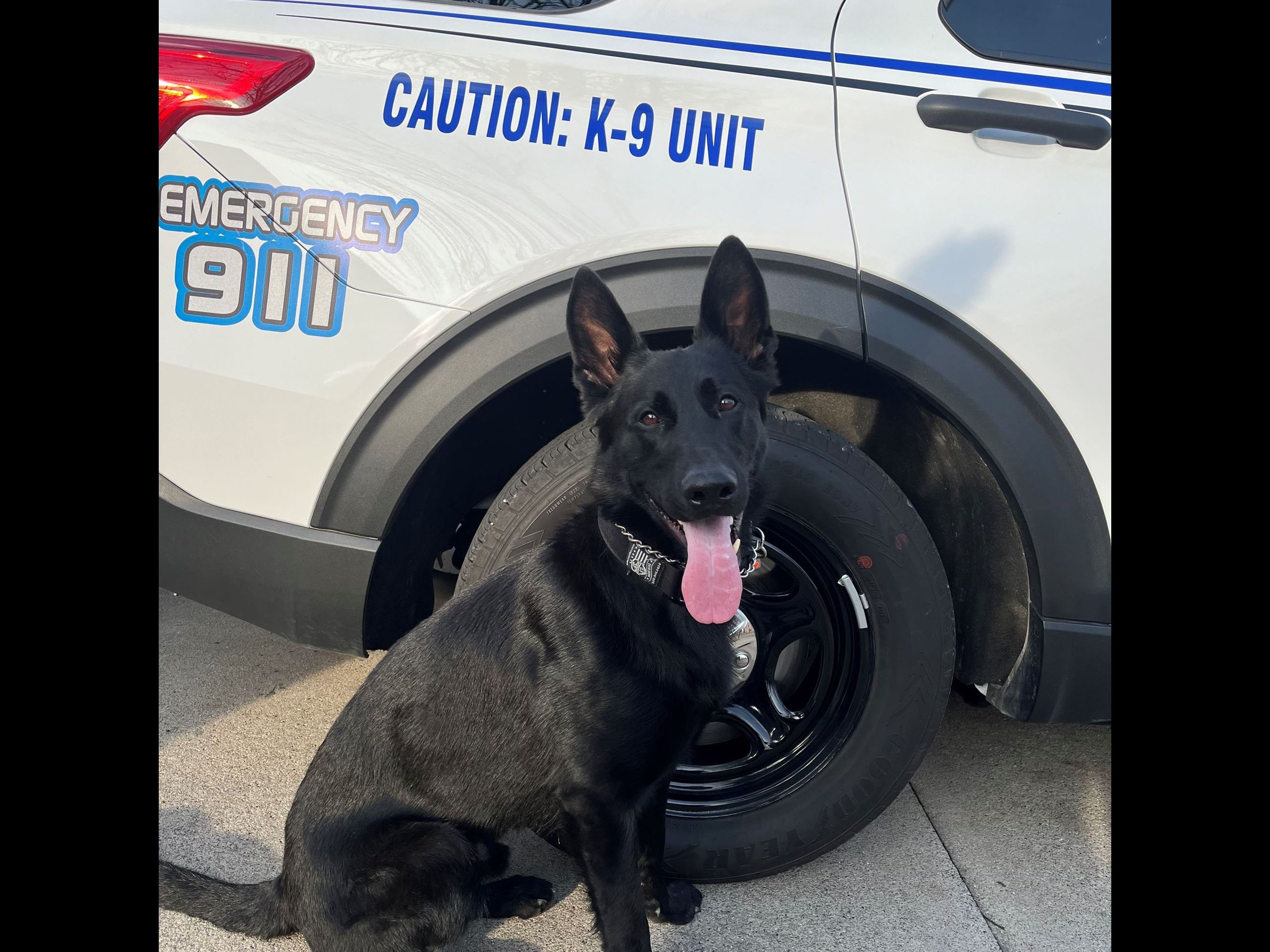 K9 Kenzo